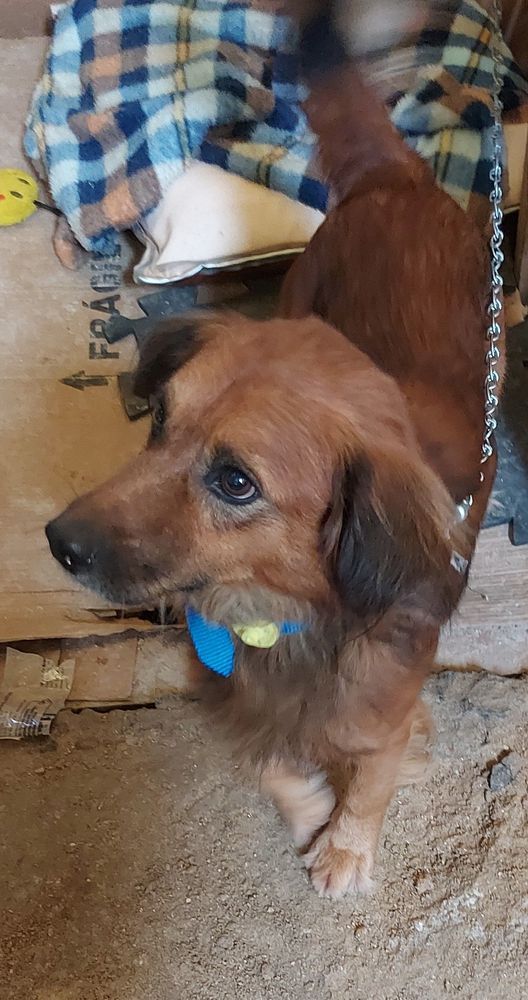 Cão