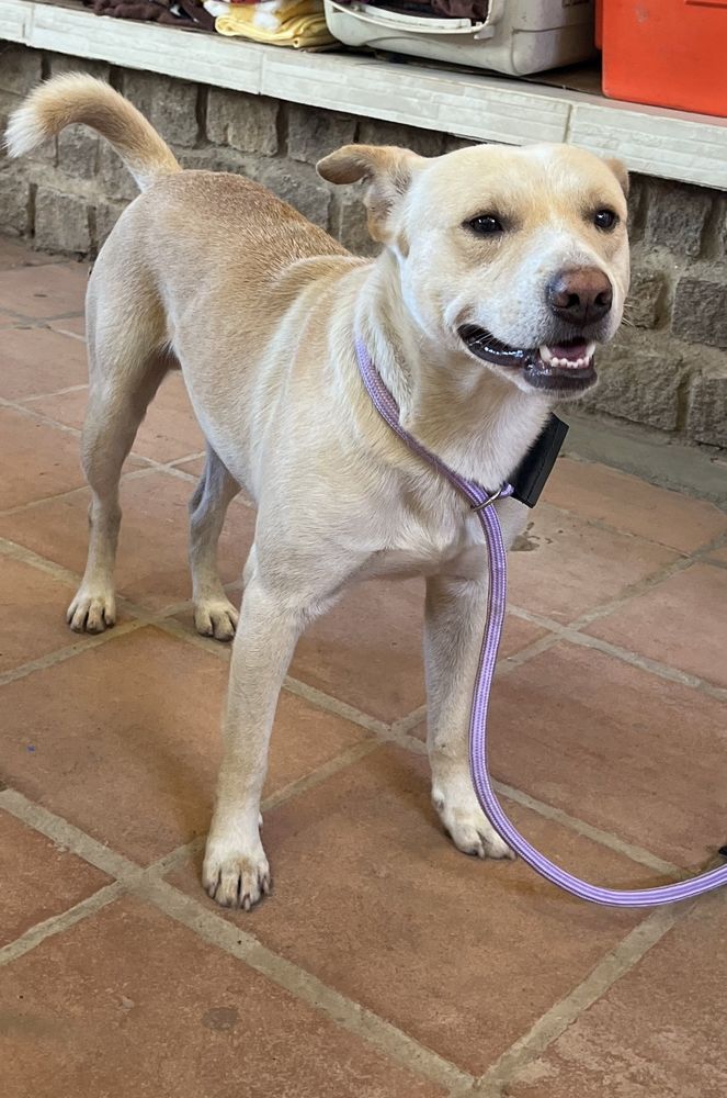 Cão