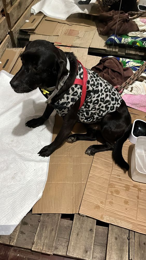 Cão