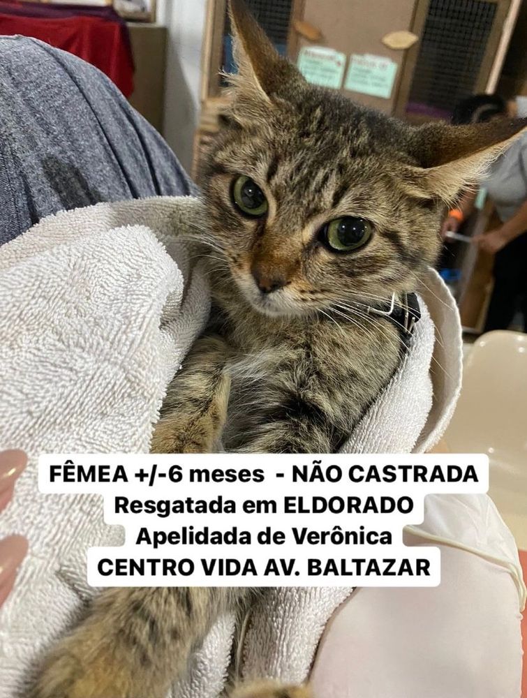 Gato