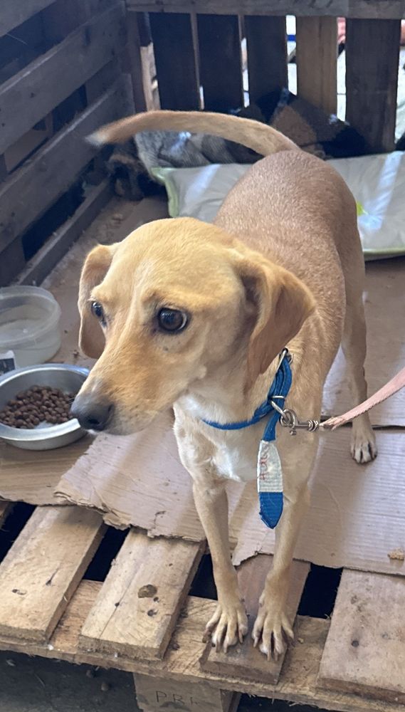Cão