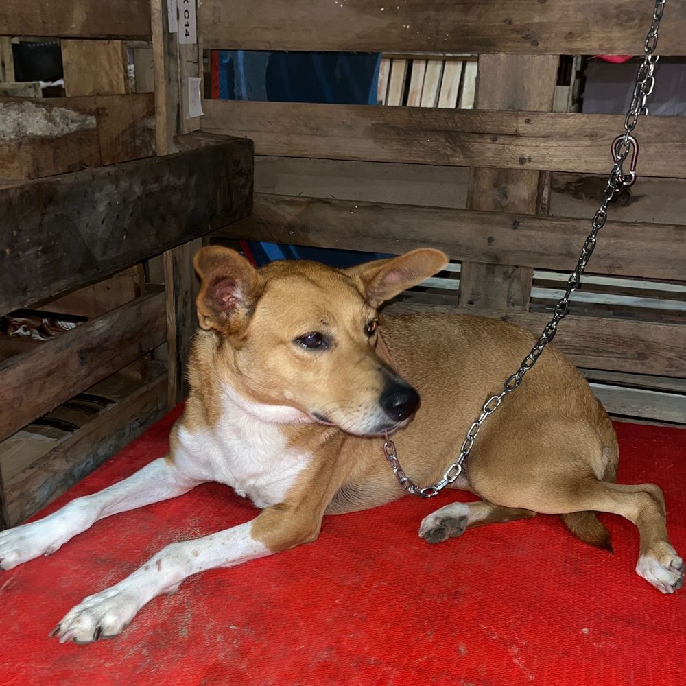 Cão