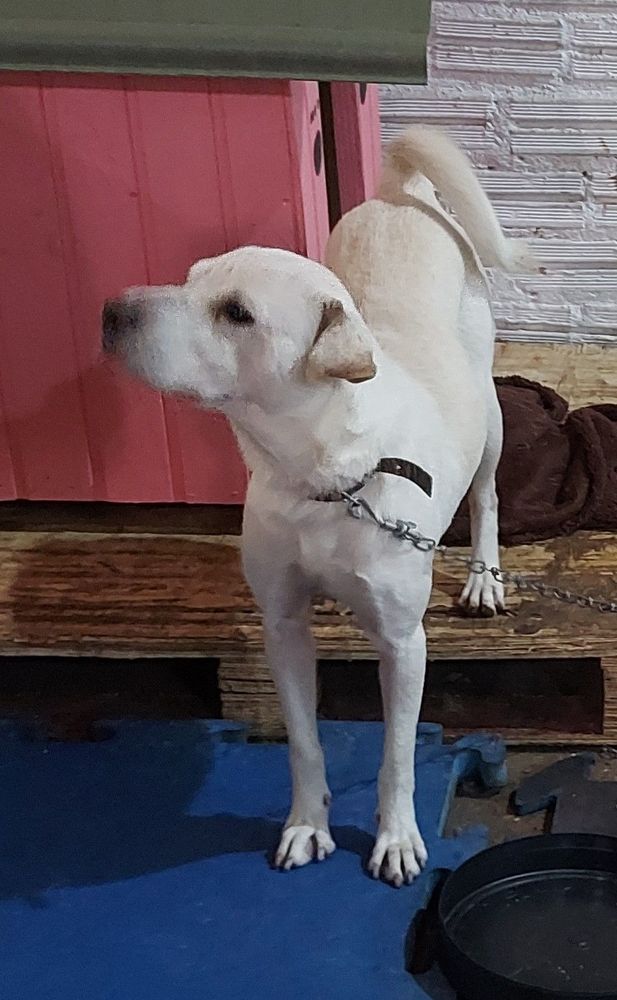 Cão
