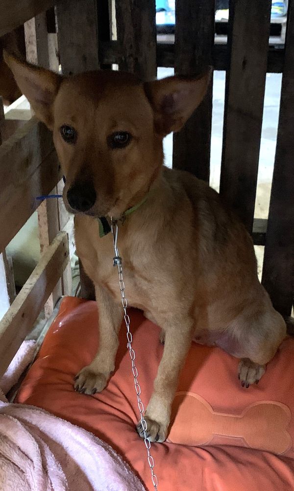 Cão