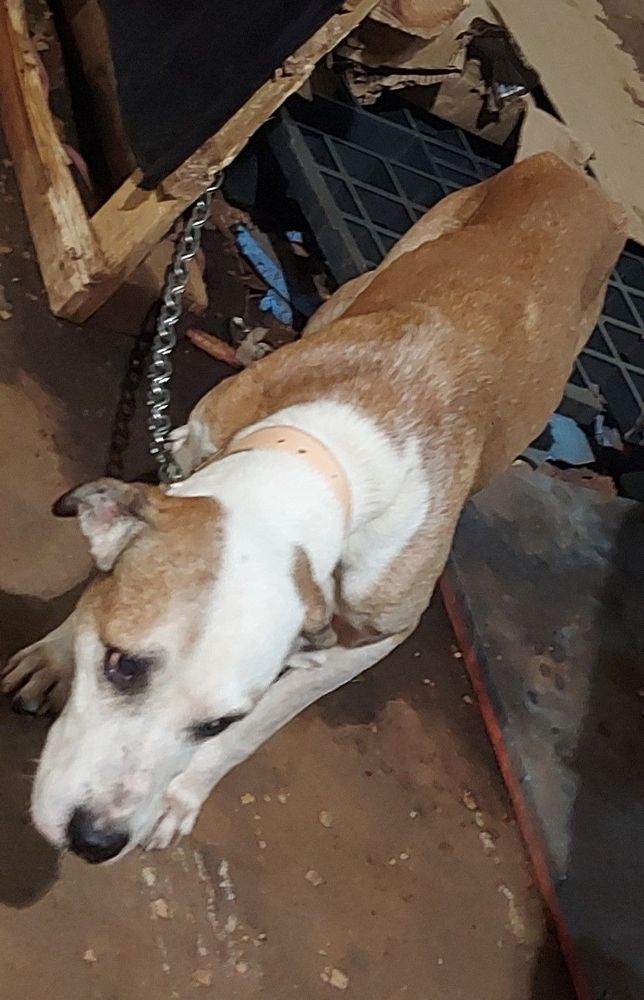 Cão
