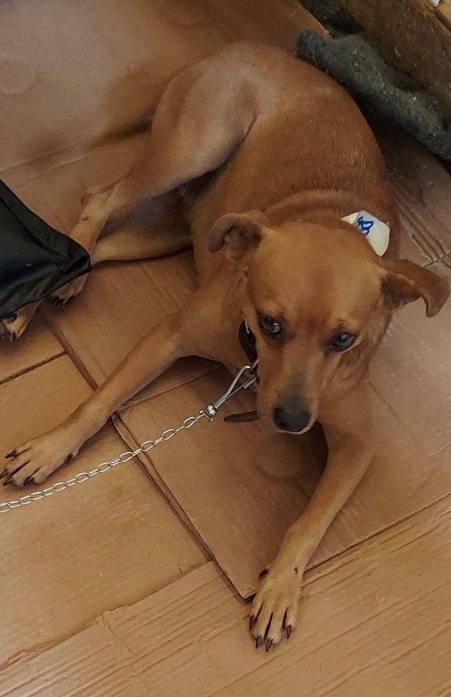 Cão