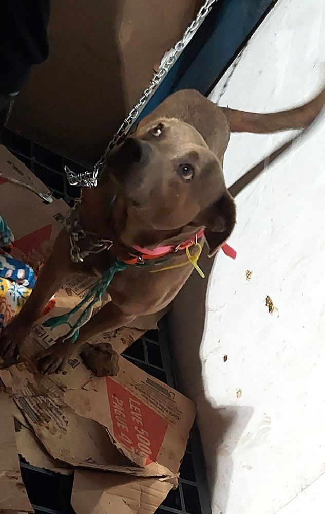 Cão