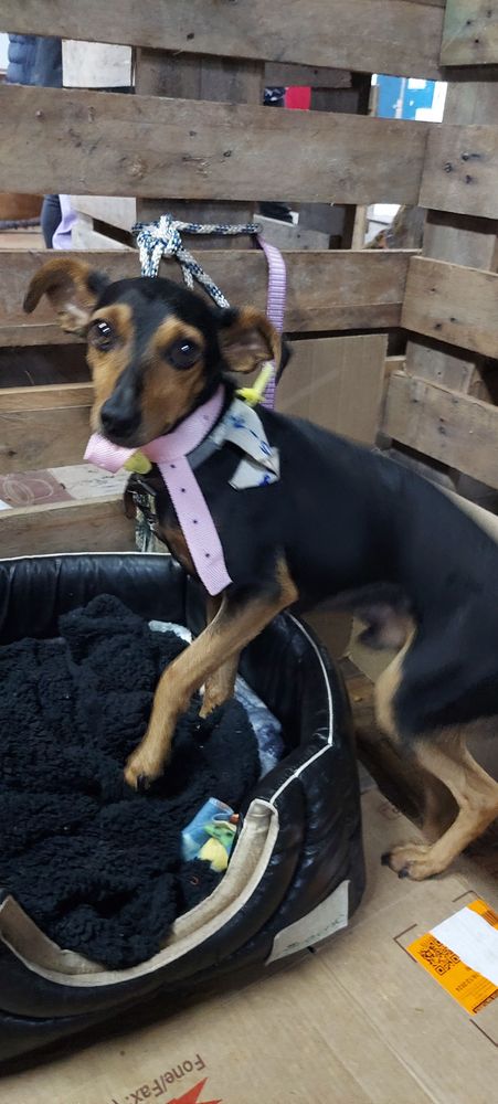 Cão