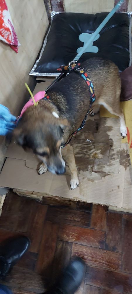 Cão
