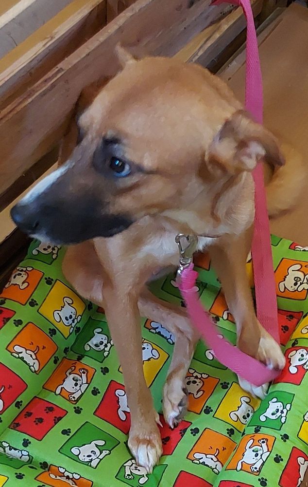Cão