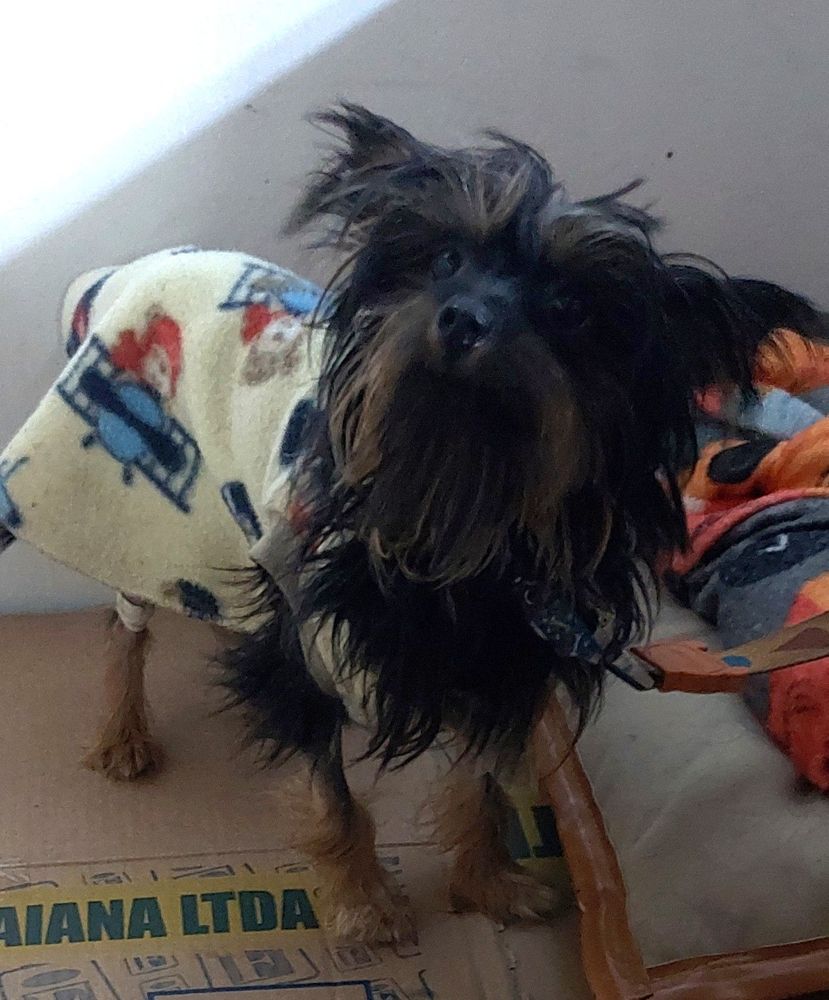 Cão