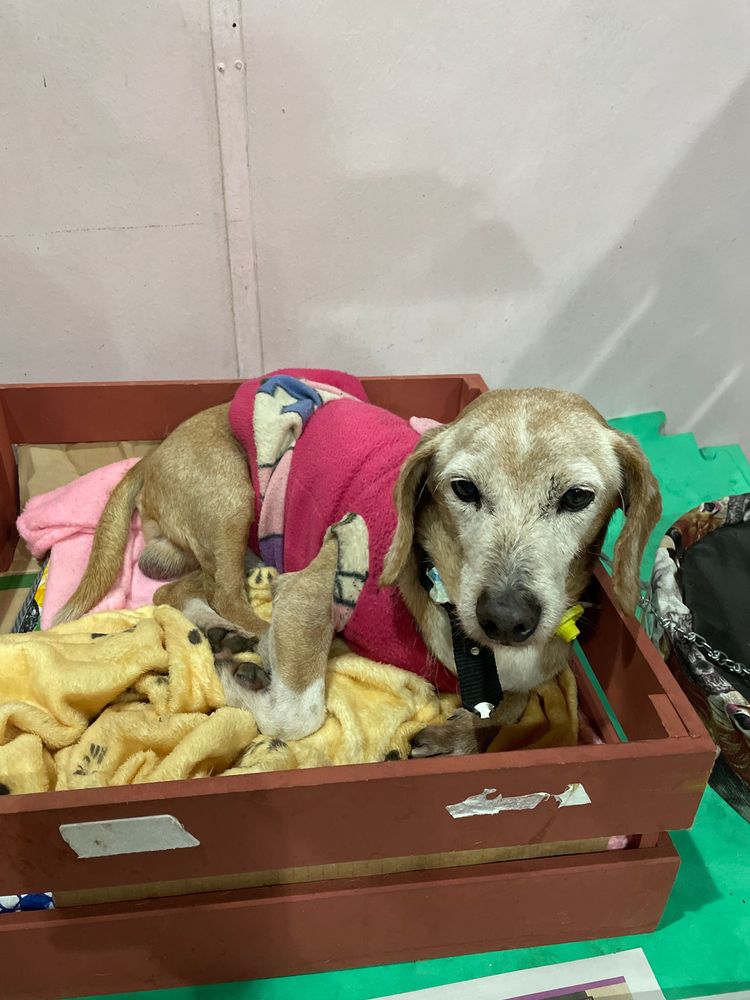 Cão