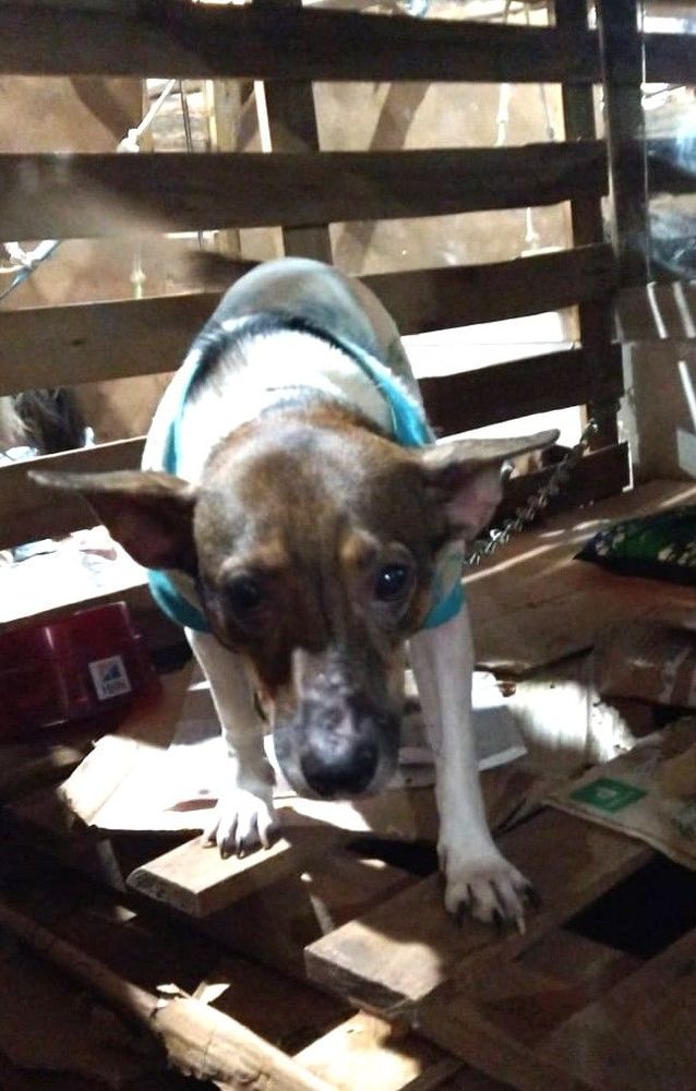 Cão