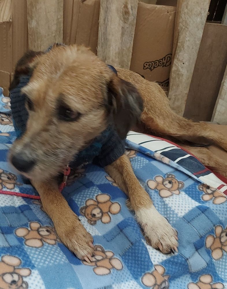 Cão