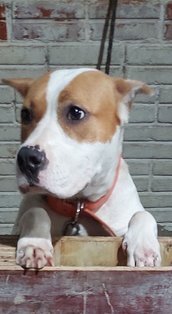 Cão