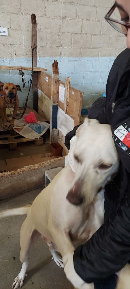 Cão