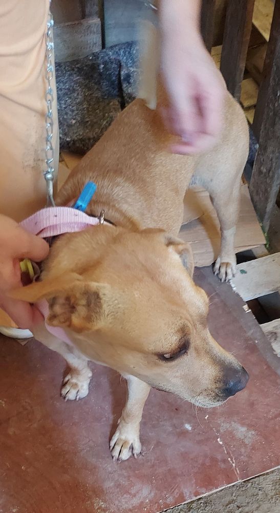 Cão