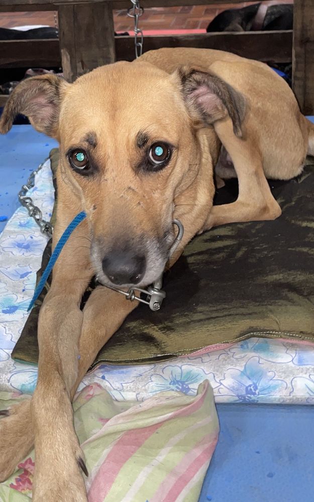 Cão