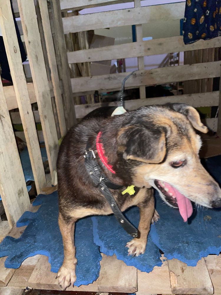 Cão