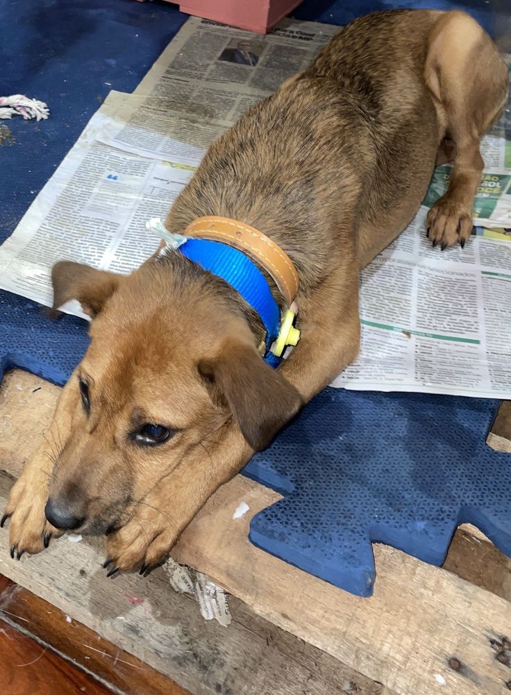 Cão