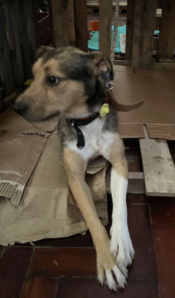 Cão