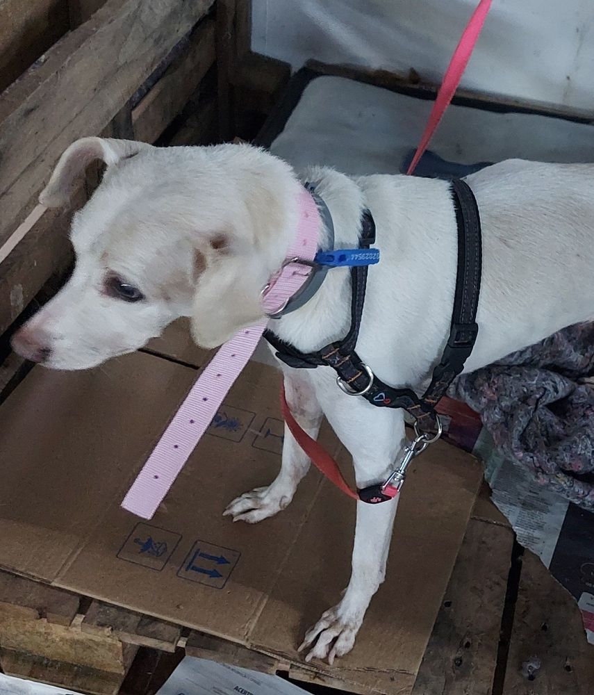 Cão
