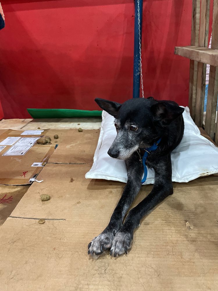 Cão