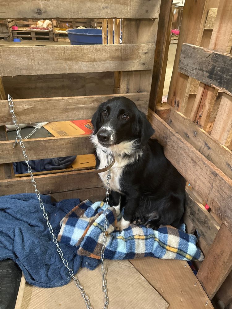 Cão