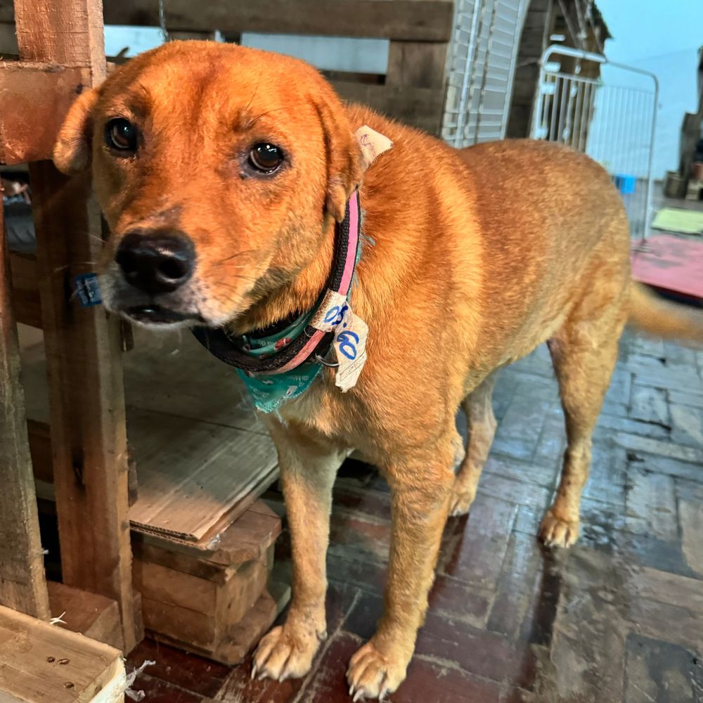 Cão