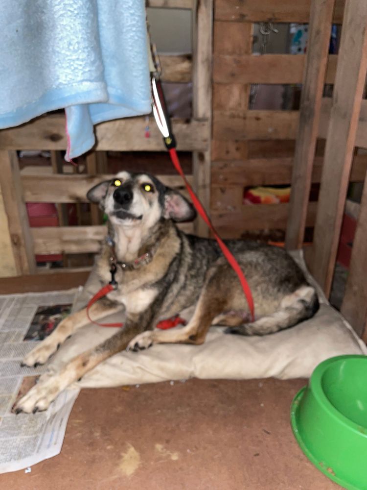 Cão