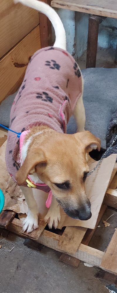 Cão