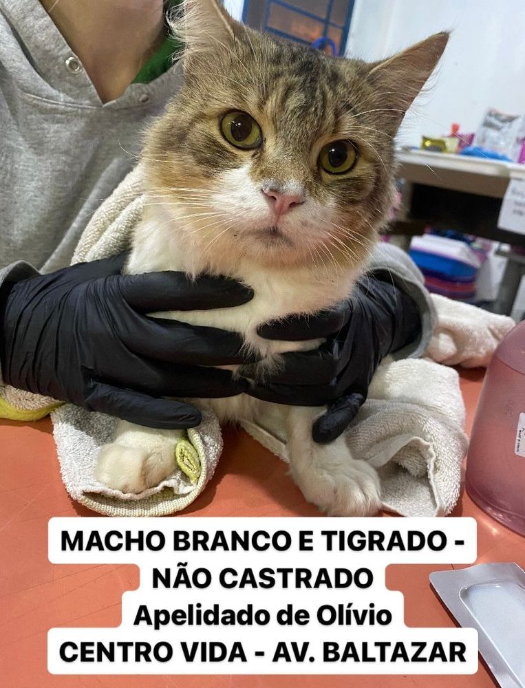 Gato