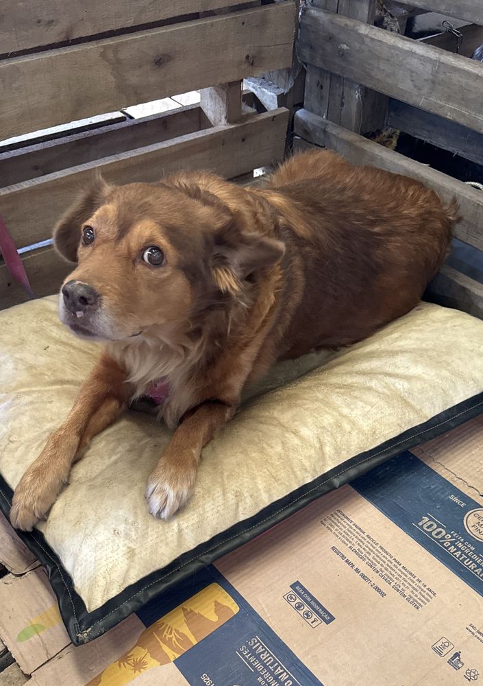 Cão