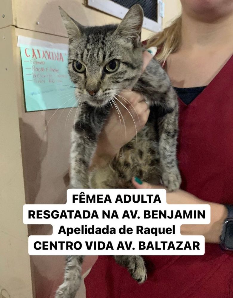 Gato