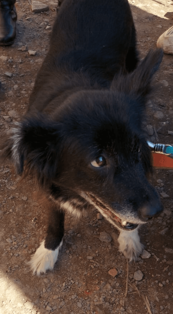 Cão