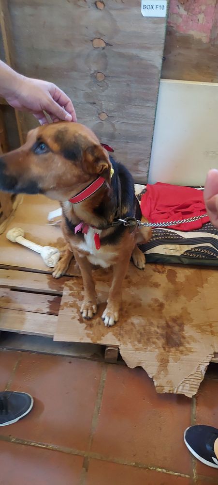 Cão