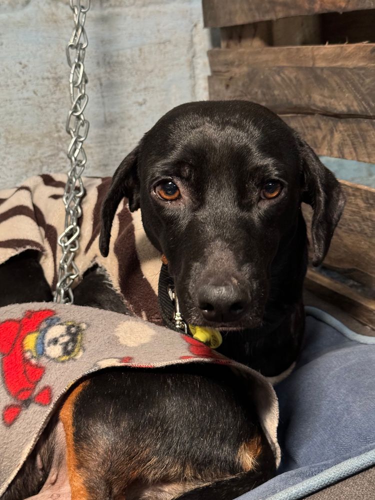 Cão