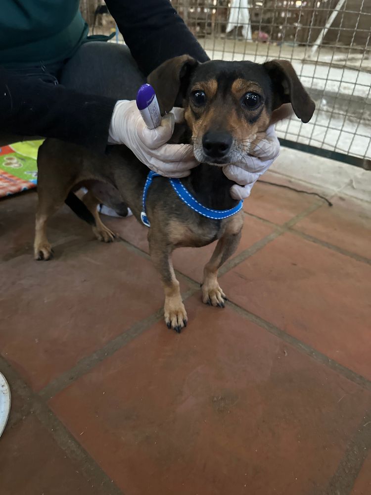 Cão