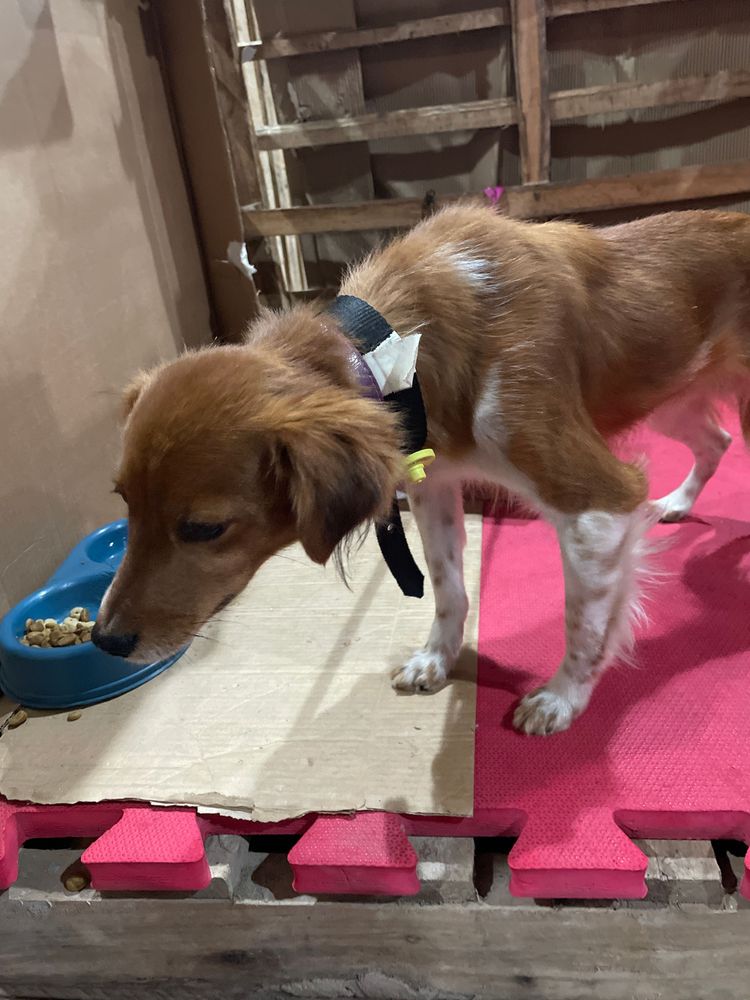 Cão