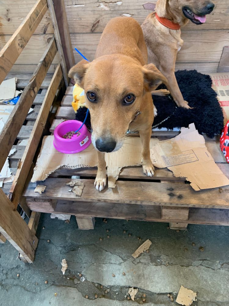 Cão