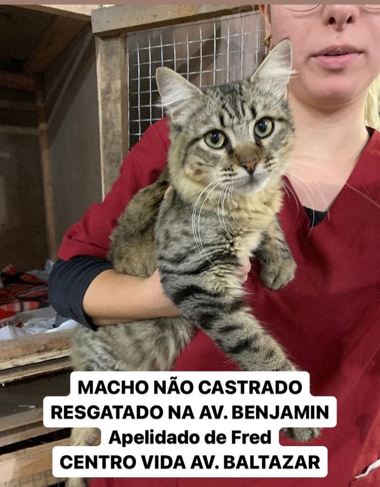 Gato