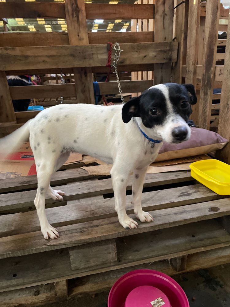 Cão