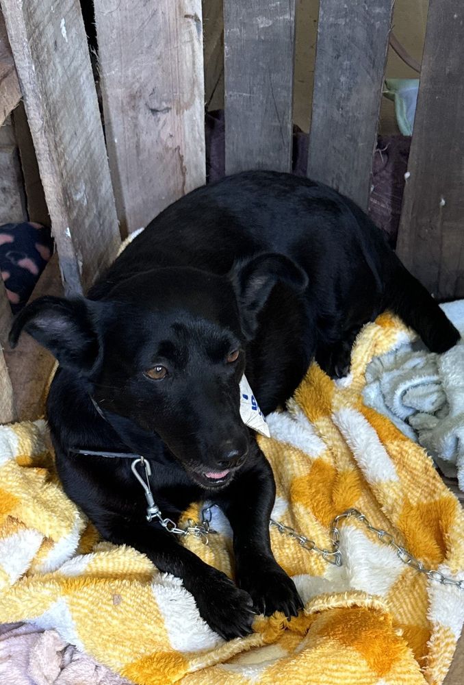 Cão