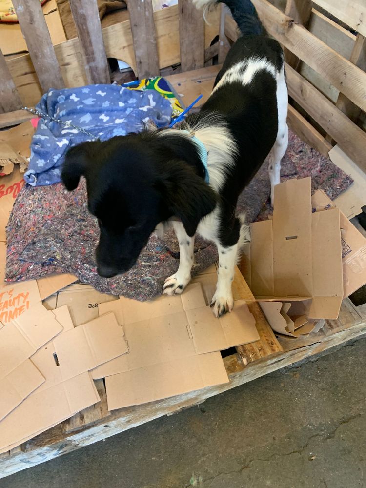 Cão