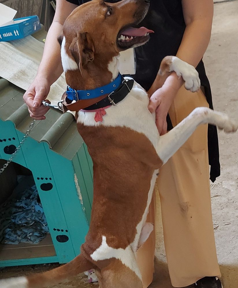 Cão