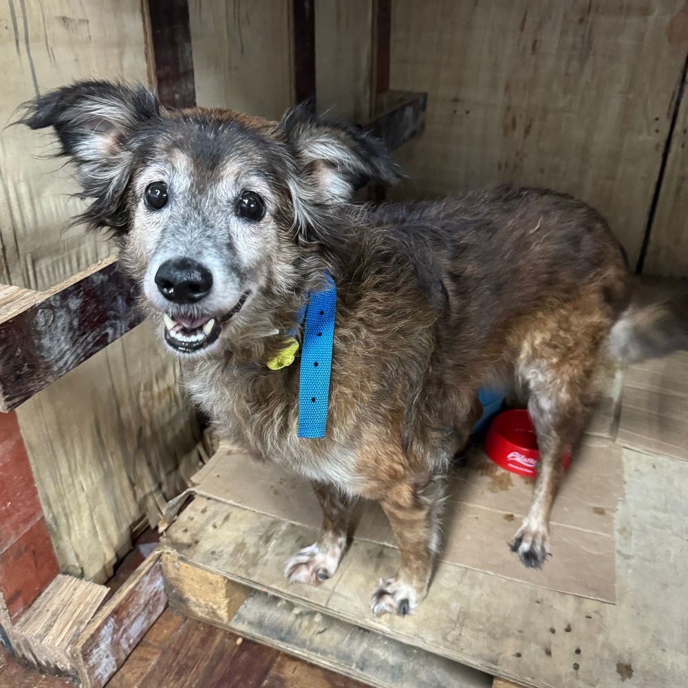 Cão