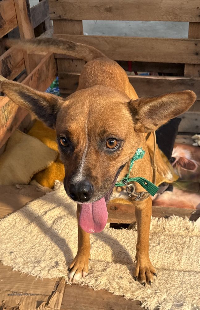 Cão