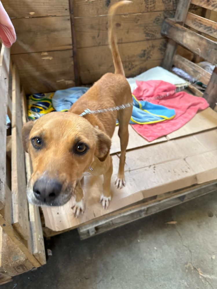 Cão
