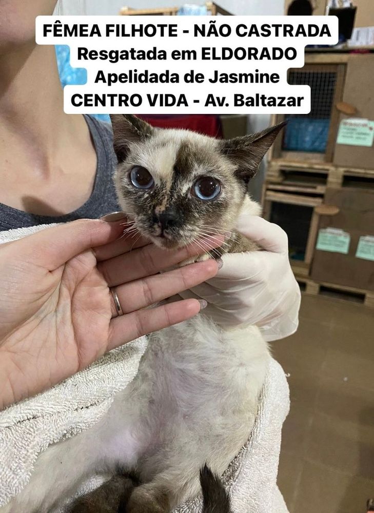 Gato