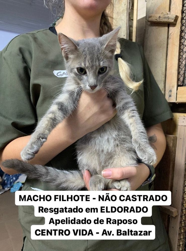 Gato